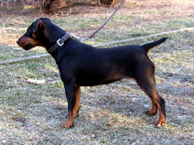 TERRIER DE VANATOARE GERMAN